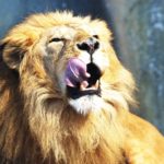 LION MEDIAでWebサイト作成 まとめ